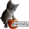 ¿QUE PASA
CALABAZA?
