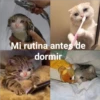 Gatitos UwU 22