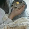 Gatitos UwU 23