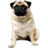 Perros y Gatos(Rose ♛) 20