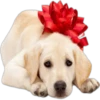 Perros y Gatos(Rose ♛) 21