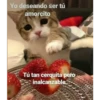 Gatitos UwU 25