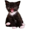 Perros y Gatos(Rose ♛) 23