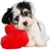 Perros y Gatos(Rose ♛) 24