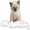 Perros y Gatos(Rose ♛) 25