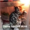 Gatitos UwU 27