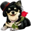 Perros y Gatos(Rose ♛) 26