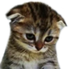 funny stickers 15
