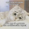 Gatitos UwU 29