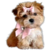 Perros y Gatos(Rose ♛) 28
