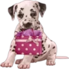 Perros y Gatos(Rose ♛) 30