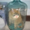 Кот в банке