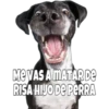 Perritos 5