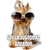 Perritos 6