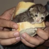 Котёнок в хлебе