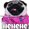 Perritos 7
