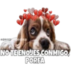 Perritos 8