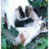 Котята в саду