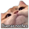 GATO CON FRASES PARA LIGAR 12