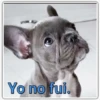Perritos 2 12