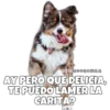 Perritos 9