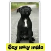 Perritos 2 13