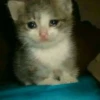 Крошечный котёнок