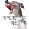 Perritos 10