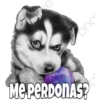 Perritos 11