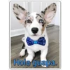 Perritos 2 14