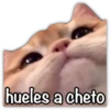 GATO CON FRASES PARA LIGAR 13
