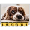 Perritos 2 17