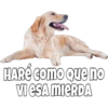 Perritos 12