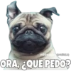 Perritos 13