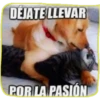 stickers graciosos 15
