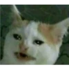 Рыдающий кот
