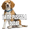 Perritos 14