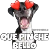Perritos 15