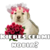 @ballolet88
KIERES CERMI
NOBIA?