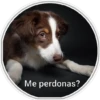 Perritos 2 20