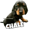Perritos 17