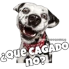 Perritos 18
