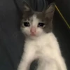 Котёнок молит