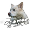 Perritos 19