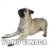 Perritos 21
