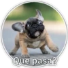 Perritos 2 22