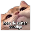 GATO CON FRASES PARA LIGAR 19