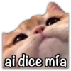 GATO CON FRASES PARA LIGAR 22