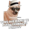 Perritos 24