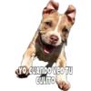 Perritos 26